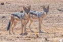 Black-backed Jackals